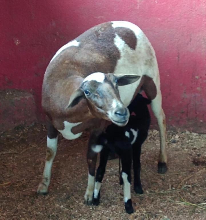 Aldeia Parque Pousada Rural São Roque Exteriör bild