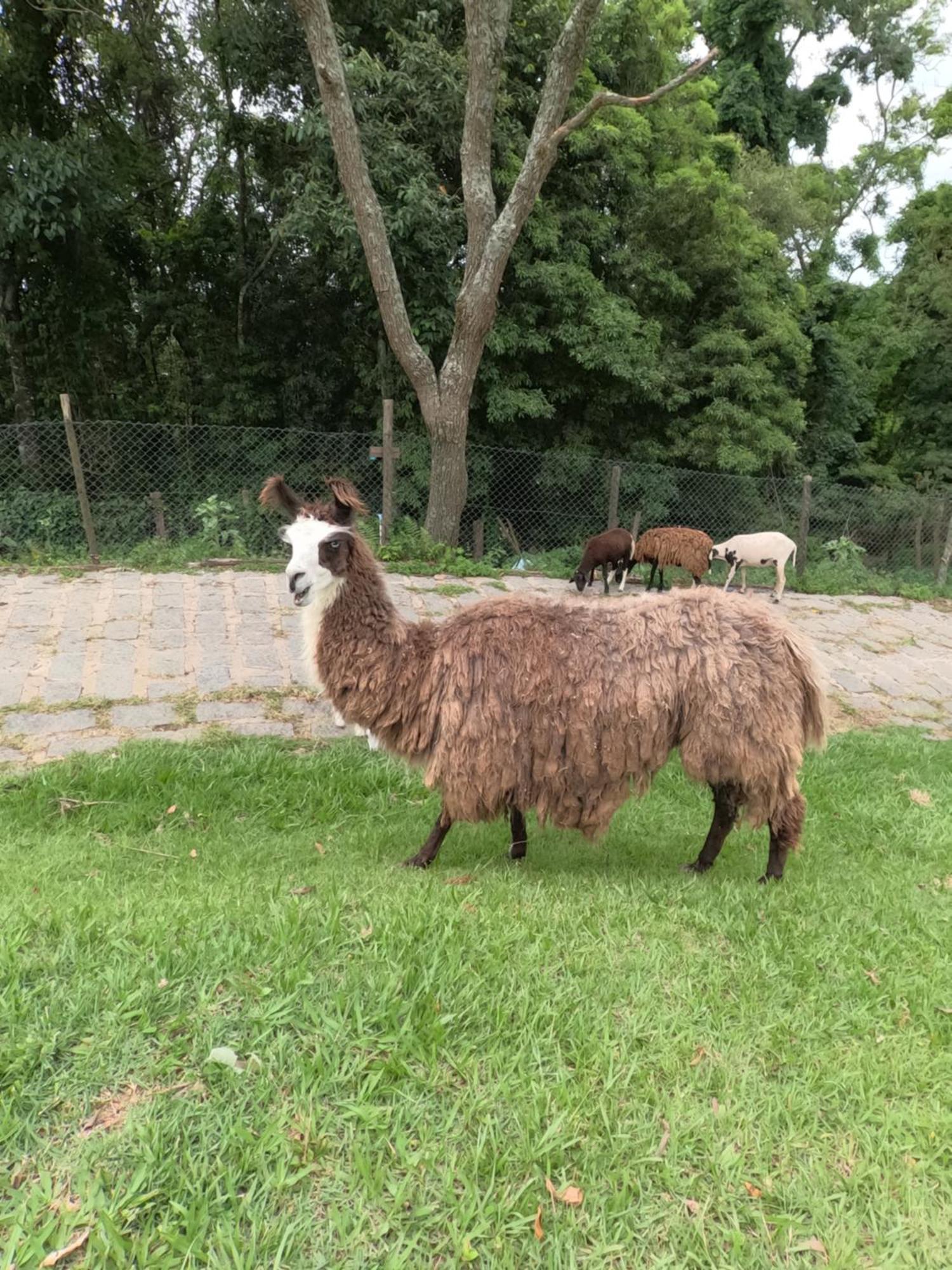 Aldeia Parque Pousada Rural São Roque Exteriör bild