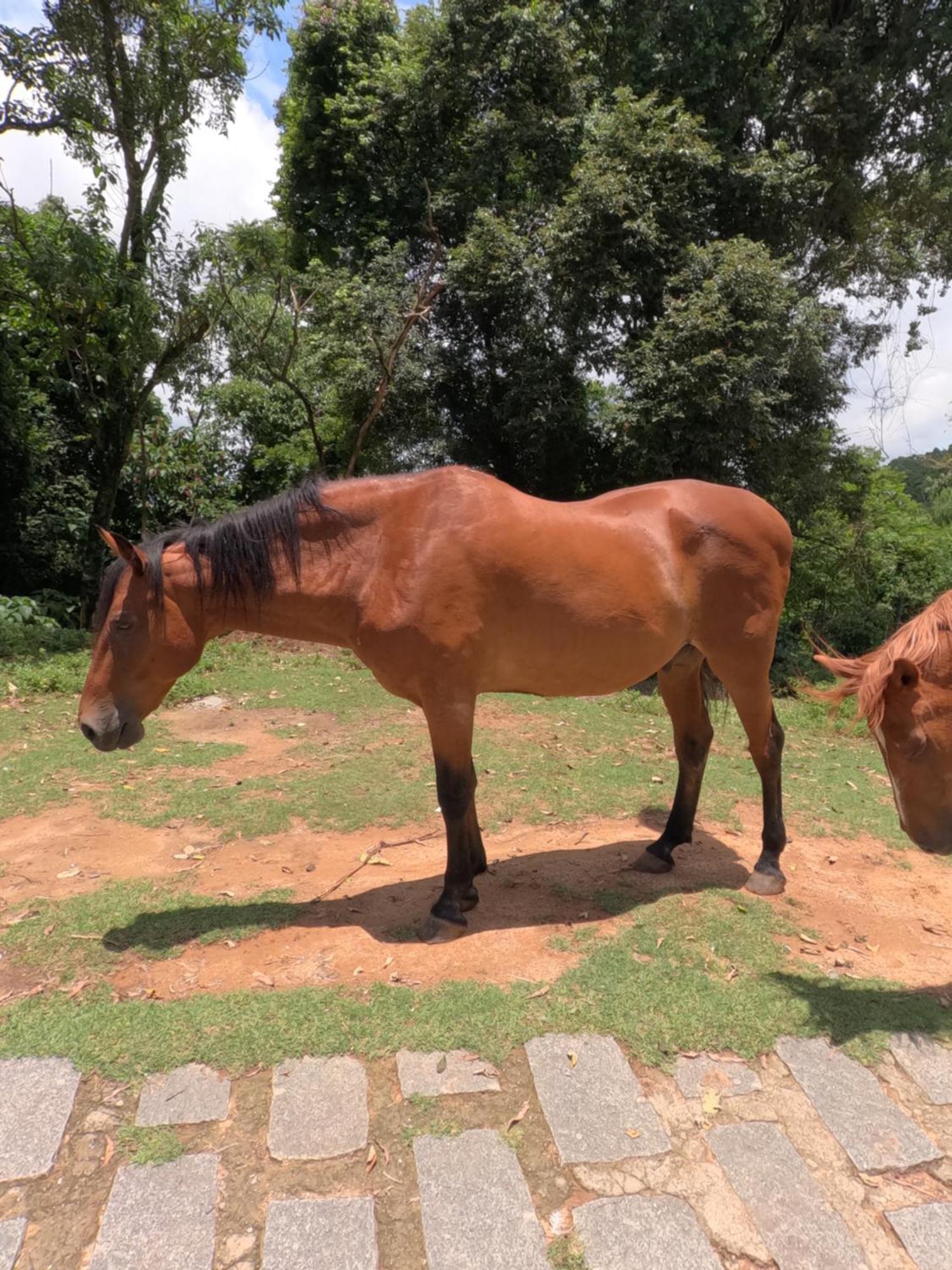 Aldeia Parque Pousada Rural São Roque Exteriör bild
